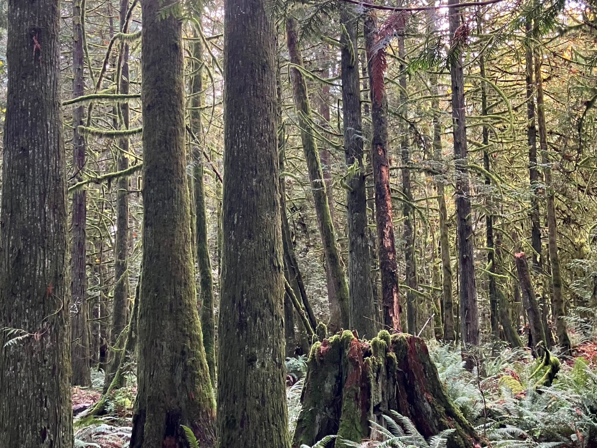 Difficulties of Building on Bainbridge Aren’t That&nbsp;Complex